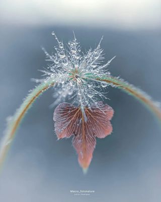 macro-photography-droplets-luci-rodriguez-17.jpg