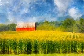 Barn & Cornfield by Francesa Miller