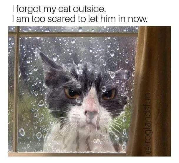 forgot cat.jpg